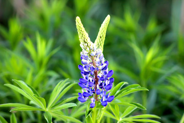 Beautiful colorful blooming lupine flower on blure green background. Ladybug on blue lupine flower commonly known as lupin or lupine. Sunset is in the flower field