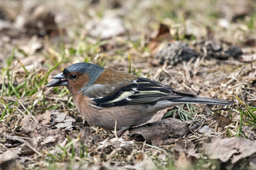 Eating chaffinch sitting on the ground. Common chaffinch (Fringilla coelebs), male.