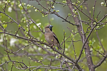 Hawfinch (Coccothraustes coccothraustes) sitting on the flowering apple tree