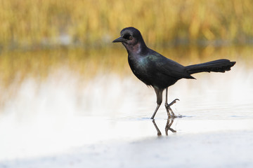 Boat-tailed grackle (Quiscalus major) walking through water, Kissimmee, Florida, USA
