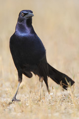 Boat-tailed grackle (Quiscalus major) standing, post, Kissimmee, Florida, USA