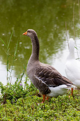 Geese
