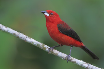 Brazilian tanager (Ramphocelus bresilius) male sitting on a branch in garden with clean background,...
