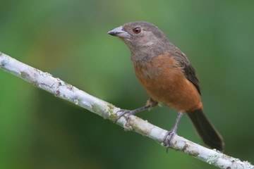 Brazilian tanager (Ramphocelus bresilius) female sitting on a branch in garden with clean background, Itanhaem, Brazil
