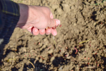 Sowing of maize out of hand