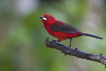 Brazilian tanager (Ramphocelus bresilius) male sitting on a branch in garden with clean background, Itanhaem, Brazil