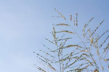 Grass against a backdrop of bright sky.