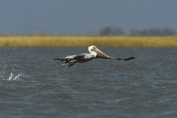 Brown pelican (Pelecanus occidentalis) immature flying above gulf of mexico, Bolivar peninsula, Texas, USA