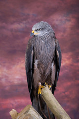Black Kite - Annie