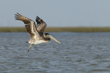 Brown pelican (Pelecanus occidentalis) immature flying above gulf of mexico, Bolivar peninsula, Texas, USA
