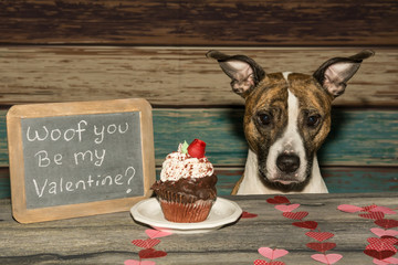 An American Staffordshire bull terrier on Valentine's Day