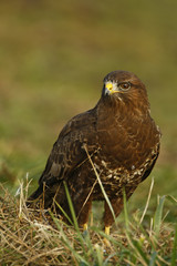 Common Buzzard (Buteo buteo), the Netherlands