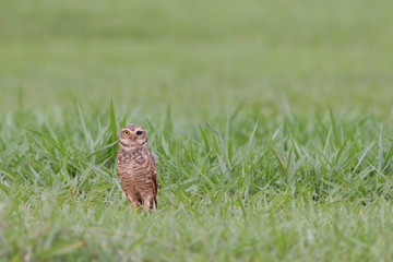 Burrowing owl (Athene cunicularia) standing in grass with one eye, Brasilia, Brazil