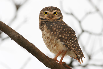 Burrowing owl (Athene cunicularia) in tree looking at you after rain, Brasilia, Brazil