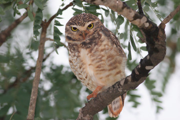 Burrowing owl (Athene cunicularia) in tree looking at you after rain, Brasilia, Brazil
