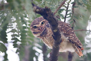 Burrowing owl (Athene cunicularia) in tree looking at you after rain, Brasilia, Brazil