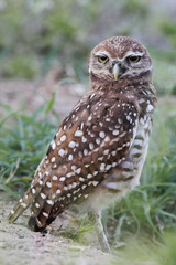 Burrowing owl (Athene cunicularia floridana) looking into camera, Cape Coral, Florida, USA