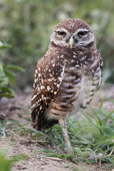 Burrowing owl (Athene cunicularia floridana) looking into camera, Cape Coral, Florida, USA