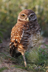 Burrowing owl (Athene cunicularia floridana) looking into camera, Cape Coral, Florida, USA