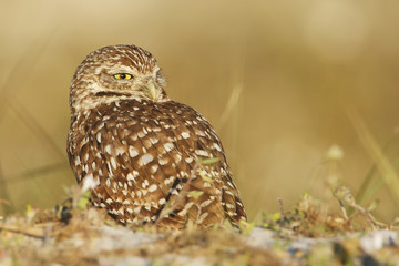 Burrowing owl (Athene cunicularia floridana) looking  to the right, Cape Coral, Florida, USA