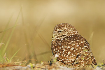 Burrowing owl (Athene cunicularia floridana) looking to the left, Cape Coral, Florida, USA