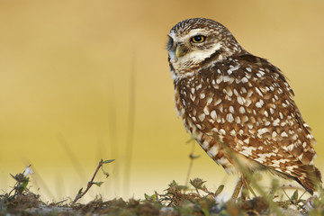 Burrowing owl (Athene cunicularia floridana) looking to the left, Cape Coral, Florida, USA