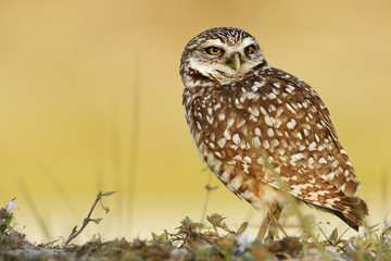 Burrowing owl (Athene cunicularia floridana) looking to the right, Cape Coral, Florida, USA