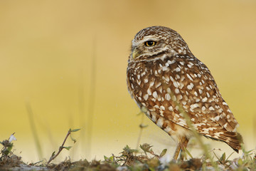 Burrowing owl (Athene cunicularia floridana) looking to the left, Cape Coral, Florida, USA