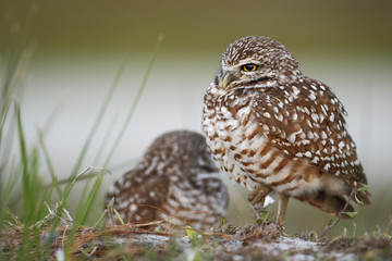 Burrowing owl (Athene cunicularia floridana) looking to the left, Cape Coral, Florida, USA