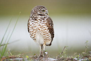 Burrowing owl (Athene cunicularia floridana) looking to the right, Cape Coral, Florida, USA