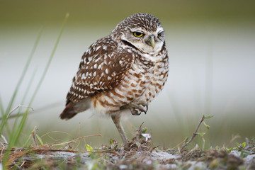 Burrowing owl (Athene cunicularia floridana) looking  to the right, Cape Coral, Florida, USA