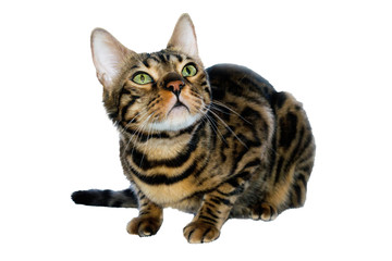 Obraz premium Homemade Bengal cat with tiger color on a white background