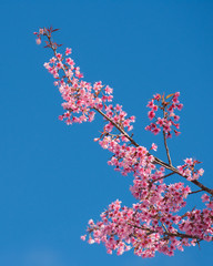 Cherry blossoms on blue sky background, Pink flowers on blue sky background, Blurred background