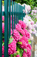 Garten-Freude: üppige Hortensien-Blüten am Gartenzaun :) 