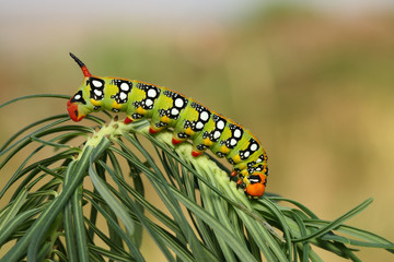 Spurge hawk-moth caterpillar(Hyles euphorbiae)on the hostplant - obrazy, fototapety, plakaty