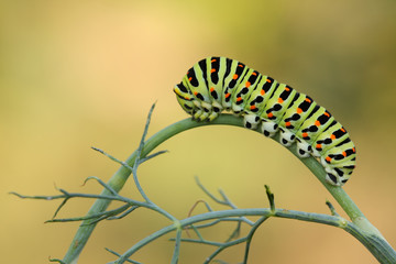 Obraz premium Stary Świat swallowtail gąsienica (Papilio machaon) na hostpl