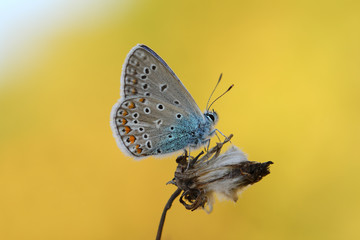 Common Blue butterfly(Polyommatus icarus) rest on the plant