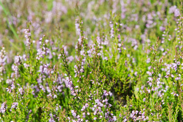 Fototapeta premium Blooming meadow with purple flowers