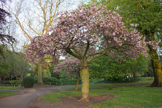 Pink blossom tree in a park