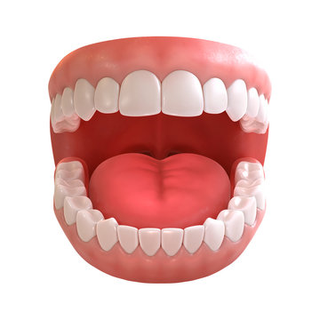 3d rendering of human teeth, open mouth on white background
