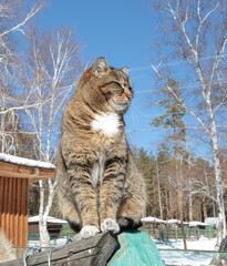 Siberian domestic cat on the fence Cat basks in the sun, leaping on the pillar of the fence of the house