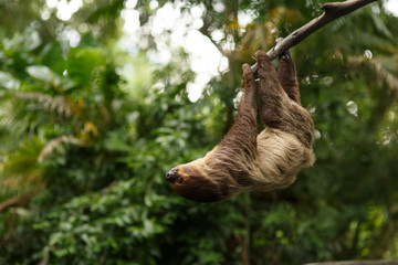 sloth were hung on the branches to find plants  eat. - obrazy, fototapety, plakaty