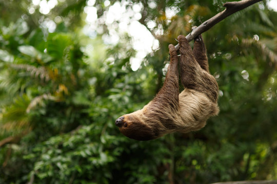 sloth were hung on the branches to find plants  eat.