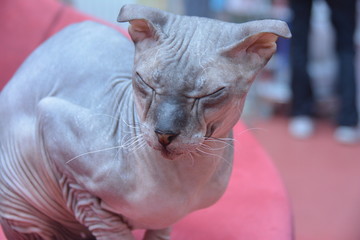 Выставка кошек на ВДНХ