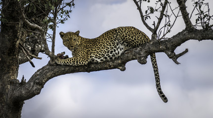 Fototapeta na wymiar Leopard im Baum beim Fressen