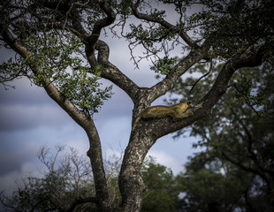 Leopard im Baum liegend