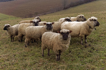 a flock of sheep on a meadow