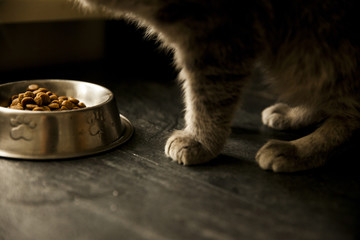 cute kitty