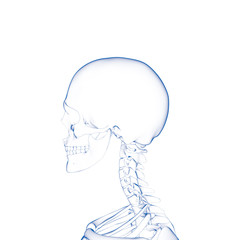 Human Head Skeleton