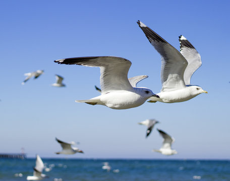 Gulls flying over sea